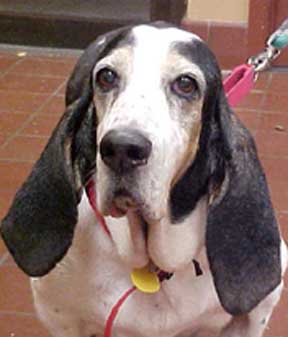 Cavan.Hills.Veterinary.Services.2