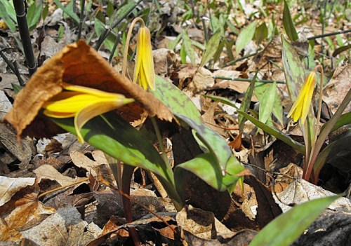 Bethany.Ontario.Blog.Fleetwood.Creek