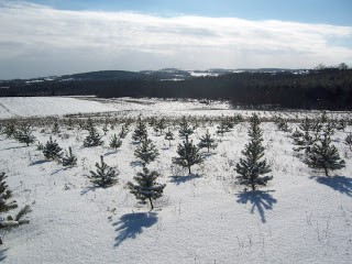 bethany-ontario-blog-christmas-trees-2