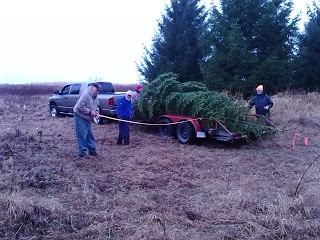 bethany-ontario-blog-christmas-trees-3