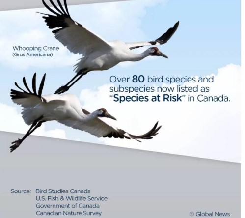 Bethany.Ontario.Blog.Bird.Watching.3