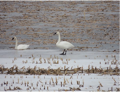 Bethany.Ontario.Blog.Bird.Watching