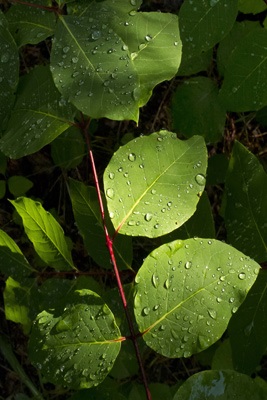 Bethany.Ontario.Blog.Studio.Tour.2017.4