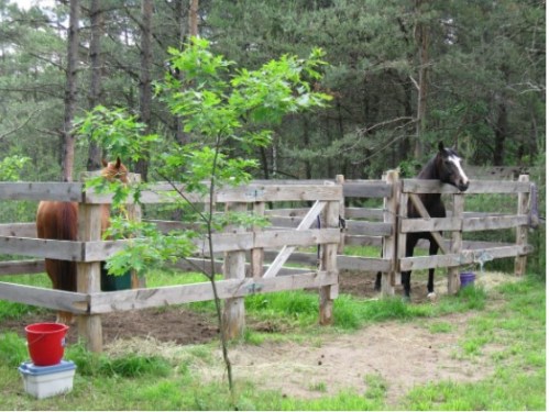 Bethany.Ontario.Blog.Sandaraska.Park.2