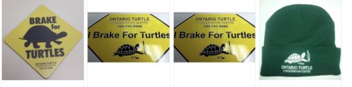 Bethany.Ontario.Blog.Turtles.3