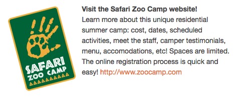 Bethany.Ontario.Blog.JungleCatWorld.1