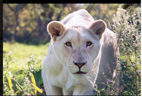 Bethany.Ontario.Blog.JungleCatWorld.3