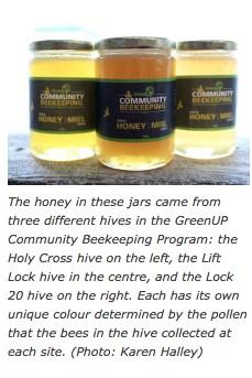 Bethany.Ontario.Blog.Bee.Keeping.2